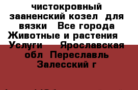 чистокровный зааненский козел  для вязки - Все города Животные и растения » Услуги   . Ярославская обл.,Переславль-Залесский г.